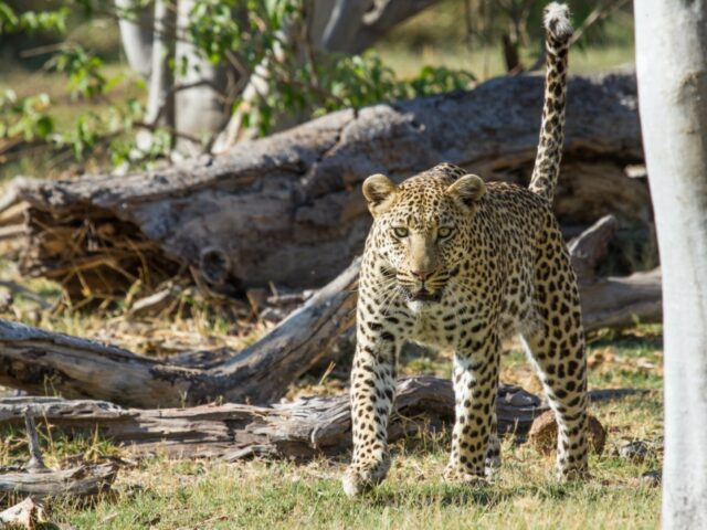 Camp Moremi / Moremi Game Reserve