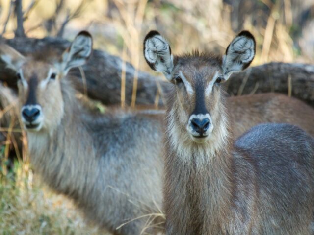 Camp Moremi / Moremi Game Reserve