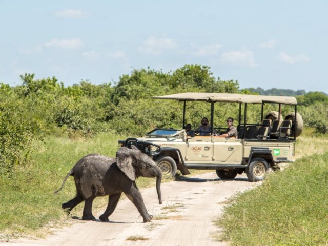Chobe Game Lodge - Game Drive