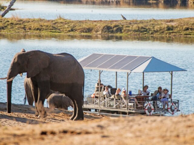 Chobe Game Lodge - Game Drive / River Safari