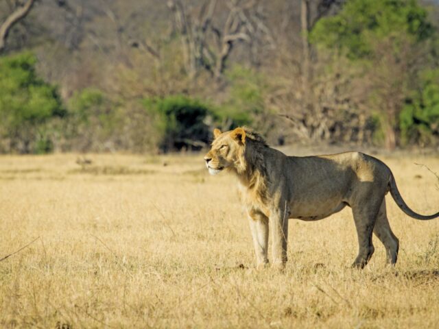 Chobe Riverfront - Wildlife & Scenery