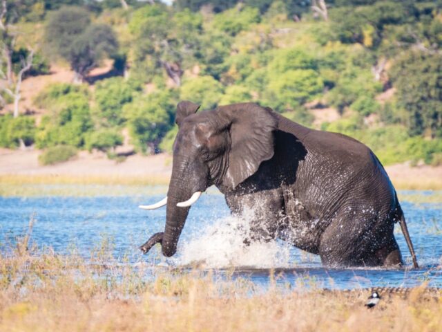 Chobe Riverfront - Wildlife & Scenery