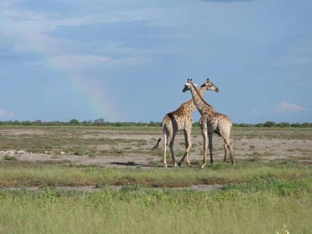 Wildlife at the Etosha National Park