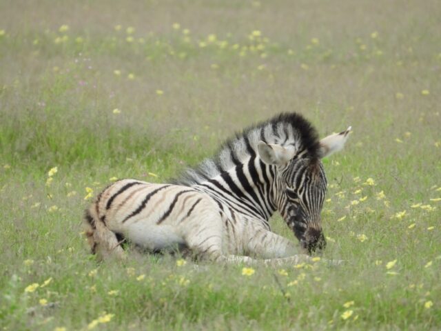 Onkoshi Resort - Etosha National Park - Wildlife & Birds