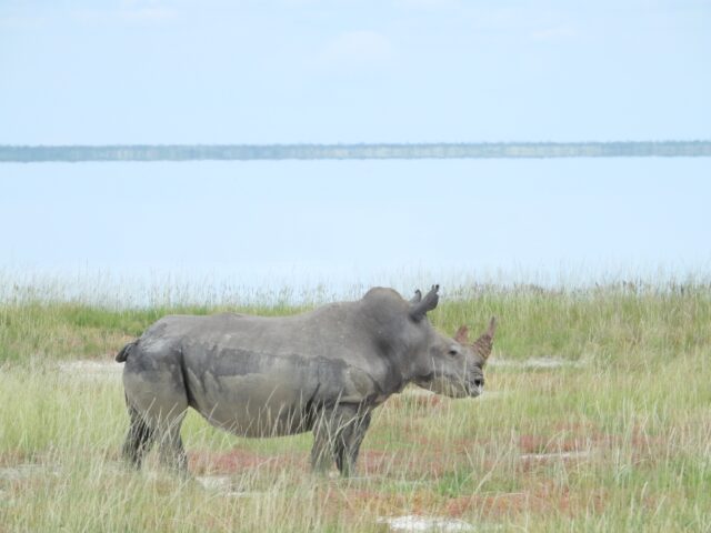 Onkoshi Resort - Etosha National Park - Wildlife & Birds