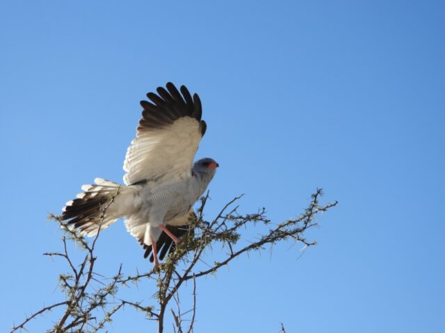 Etosha National Park Wildlife