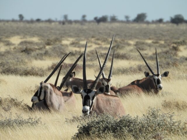 Etosha National Park Wildlife