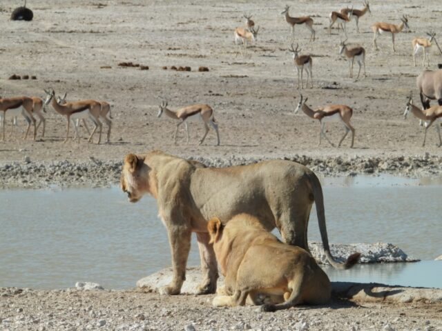 Wildlife at the Etosha National Park