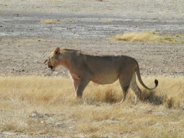 Etosha National Park Wildlife