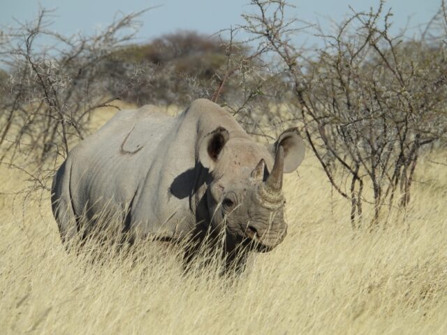 Etosha National Park Wildlife