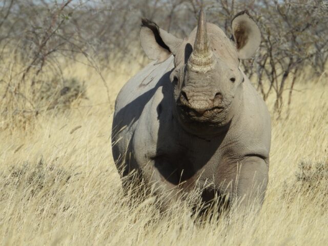 Wildlife at the Etosha National Park