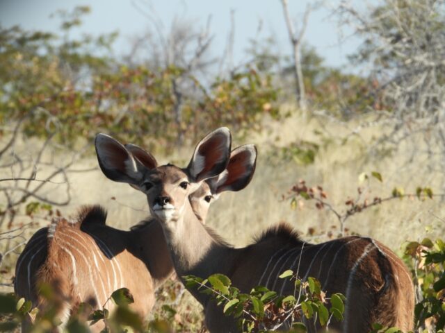 Etosha National Park Wildlife