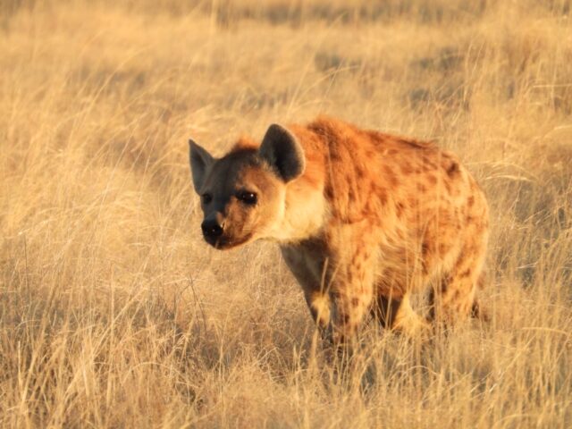 Etosha National Park Wildlife