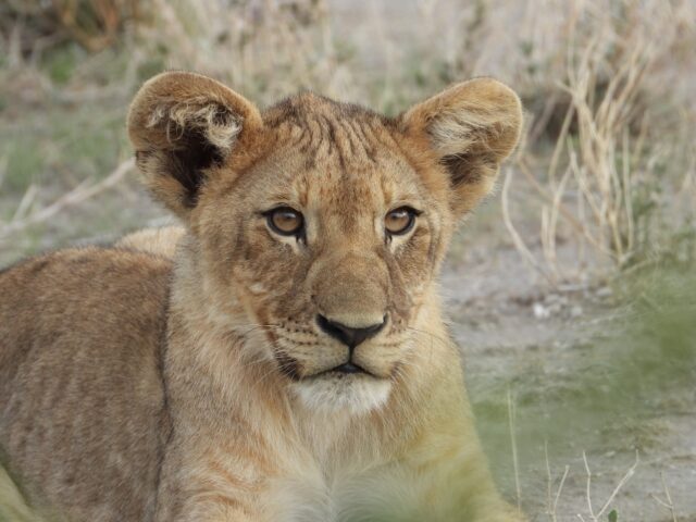 Wildlife at Etosha National Park