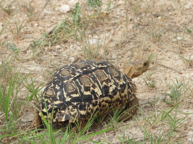 Wildlife at Etosha National Park