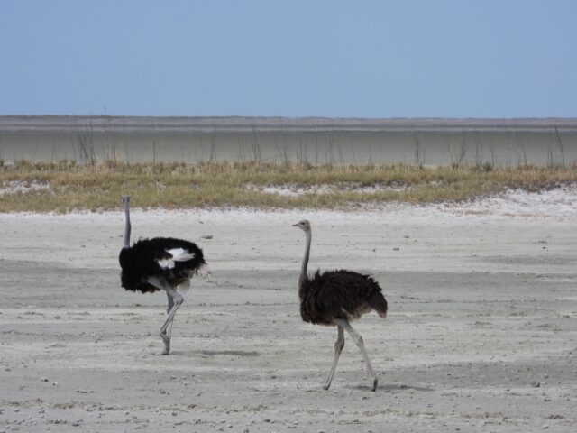 Wildlife at Etosha National Park