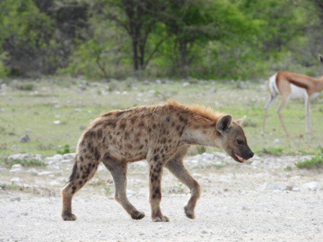 Wildlife at Etosha National Park