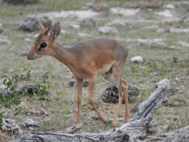 Wildlife at Etosha National Park