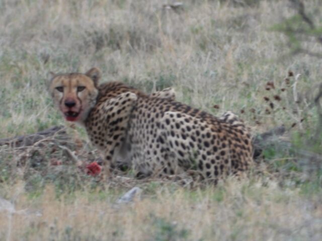 Wildlife at Etosha National Park