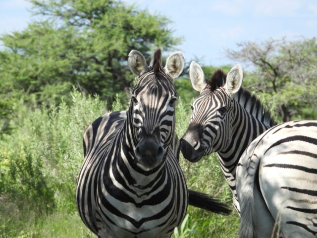 Wildlife at the Etosha National Park