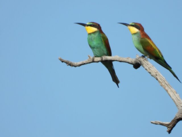 Wildlife at the Etosha National Park