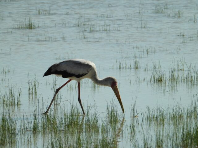 Onkoshi Resort - Etosha National Park - Wildlife & Birds