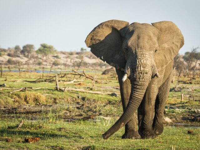 Elephant Sightings 