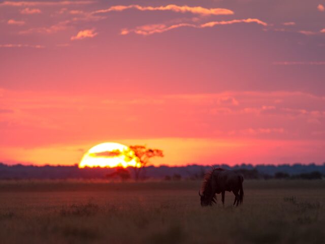 Kalahari Plains Camp - Activities & Wildlife 