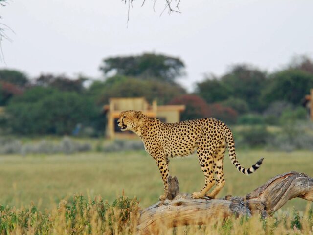 Kalahari Plains Camp - Activities & Wildlife 