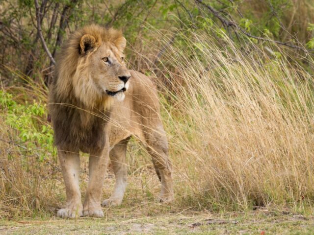 Camp Moremi / Moremi Game Reserve