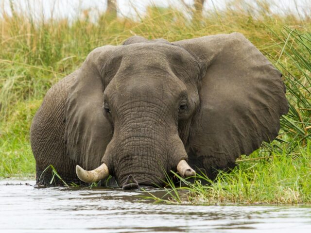 Camp Moremi / Moremi Game Reserve