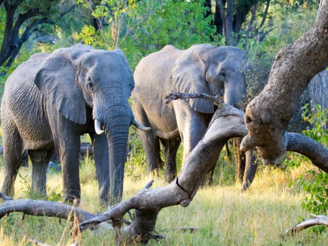 Camp Moremi / Moremi Game Reserve