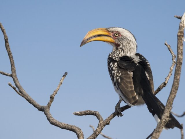 Ongava Tented Camp - Ongava Game Reserve - Etosha National Park - Activities