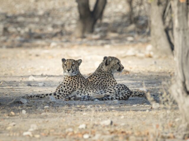 Ongava Tented Camp - Ongava Game Reserve - Etosha National Park - Activities