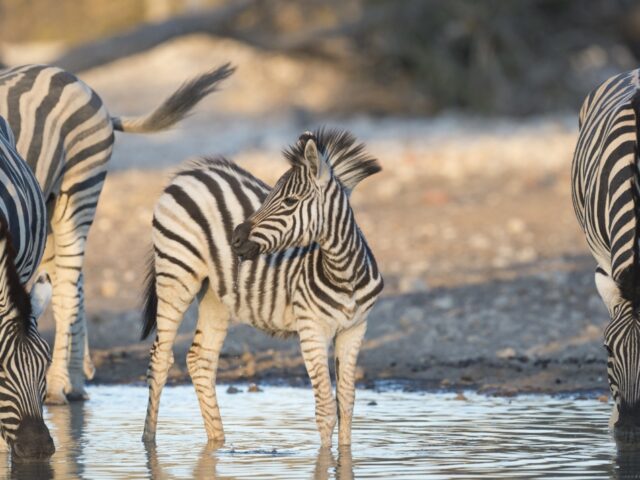 Ongava Tented Camp - Ongava Game Reserve - Etosha National Park - Activities