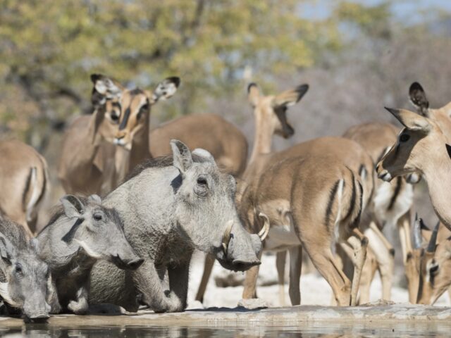 Ongava Tented Camp - Ongava Game Reserve - Etosha National Park - Activities