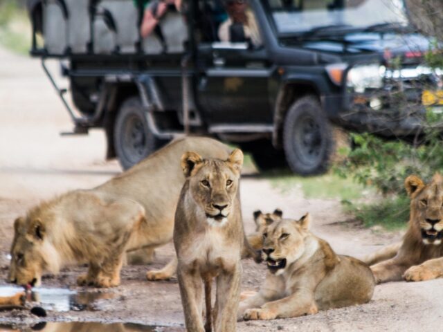 Anderssons at Ongava - Ongava Game Reserve - Etosha National Park