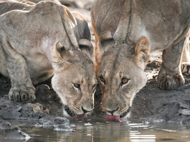 Anderssons at Ongava - Ongava Game Reserve - Etosha National Park