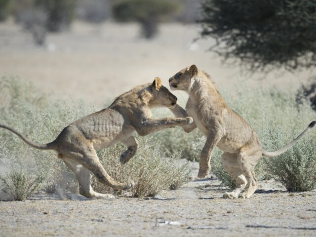 Little Ongava - Ongava Game Reserve - Game drives on Ongava Game Reserve