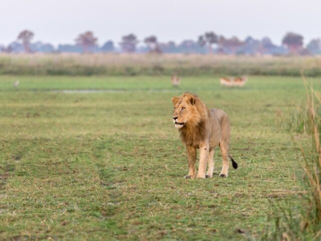 Camp Okavango - Wildlife & Activities