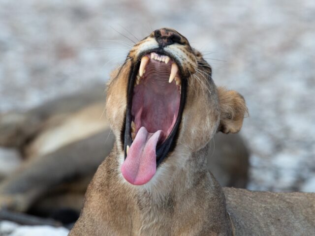 Anderssons at Ongava - Ongava Game Reserve - Etosha National Park