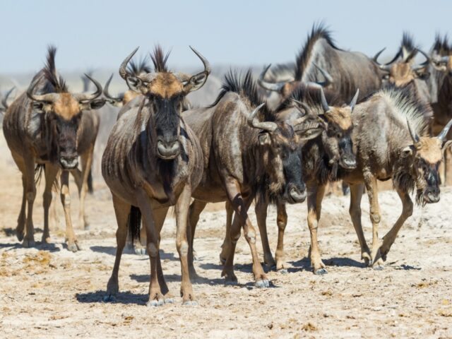 Game Drives at Leroo La Tau 