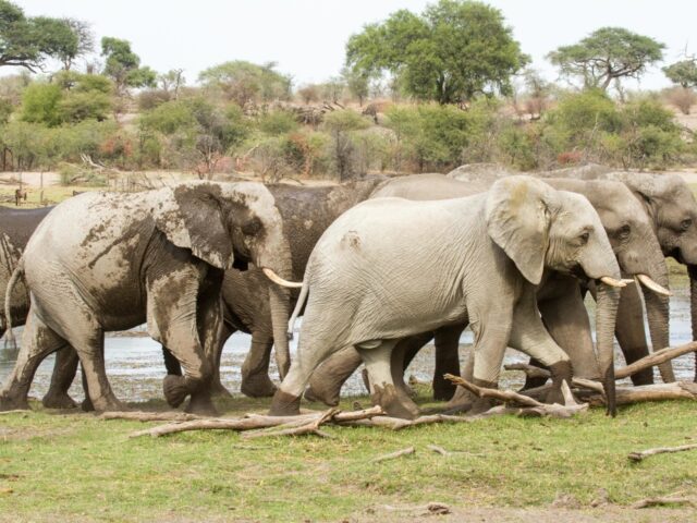 Game Drives at Leroo La Tau 