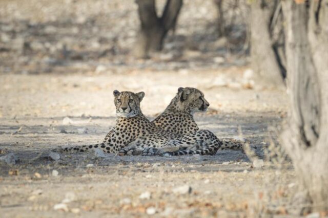 Ongava Lodge @ Ongava Game Reserve