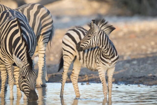 Ongava Lodge @ Ongava Game Reserve