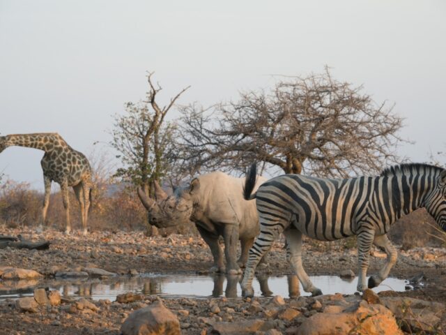 Little Ongava - Ongava Game Reserve - Game drives on Ongava Game Reserve