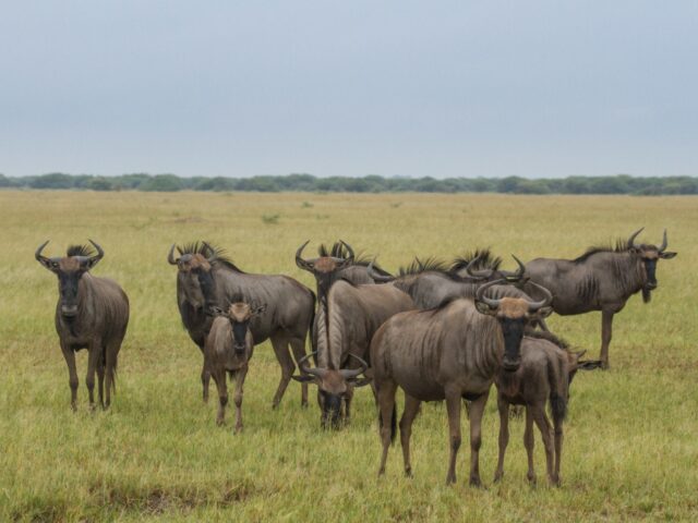 Savute Safari Lodge - Game Drive