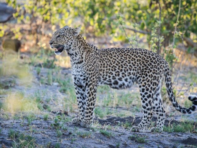 Savute Safari Lodge - Game Drive