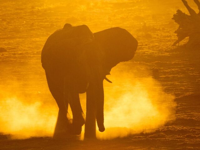 Savute Safari Lodge - Game Drive