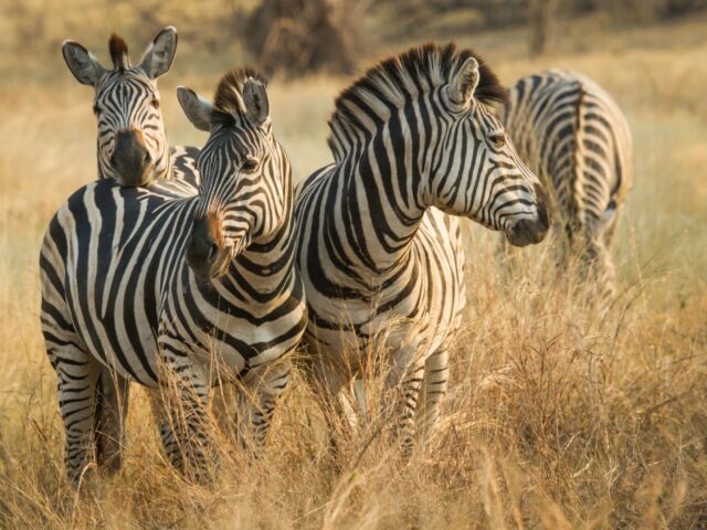 Savute Safari Lodge - Game Drive